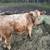 Angus Heifers 1 thumbnail