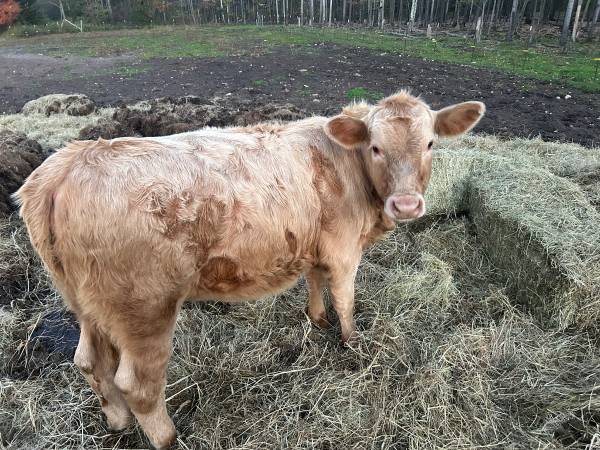 Angus Heifers 1
