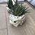 Gasteria & zebra succulents in cute duck & cat ceramic pots 5 thumbnail