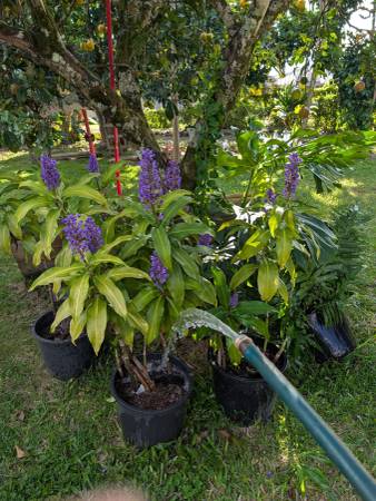 One Blue Ginger 1