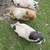 KuneKune Sows - Ready to breed this fall 7 thumbnail