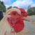 Handsome Roosters 9 thumbnail