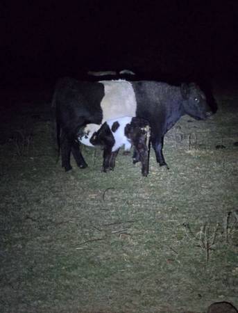 Panda bull and mother 1