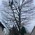 Tree cutting services 1 thumbnail