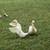 Ducks 5 thumbnail