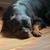 Rottweiler for adoption 3 thumbnail