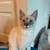 Kitten 3 thumbnail