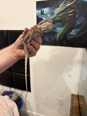 Bearded dragon 1