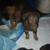 German shepherdx Dutch shepherd 5 thumbnail