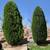 Great Yard Work / Tree Work🍁🍂🍁 🪵 AND MAINTENANCE, 🍁🍂YARD CLEAN 5 thumbnail