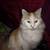 Lost cat 5 thumbnail