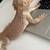 Bearded dragon 1 thumbnail