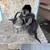 Kittens 2 thumbnail