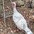 Turkey Pair 1 thumbnail