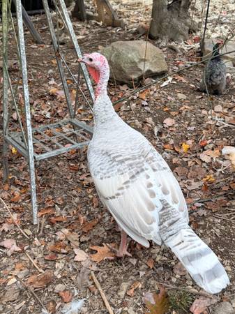 Turkey Pair 1