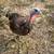 Turkey chicks 3 thumbnail