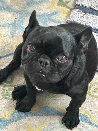 ? 3-Year-Old Female Frenchie