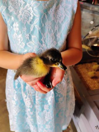 Ducklings 1
