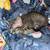 3 male kittens 11 thumbnail