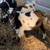 Nigerian Dwarf Bucklings 1 thumbnail