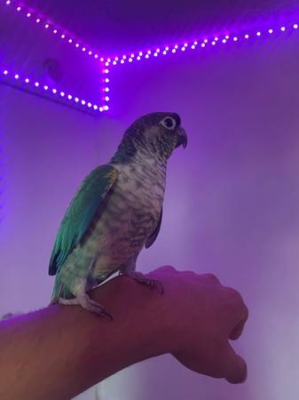 Turqouise Green cheek conure (National City)64038278805249122