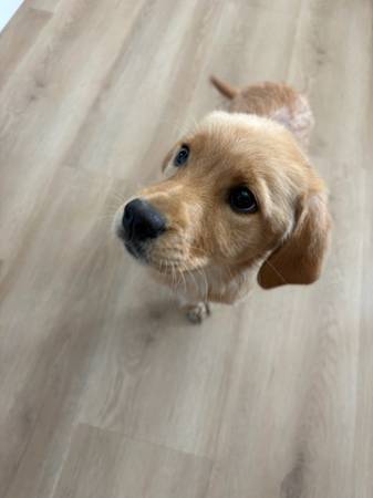 Golden Retriever/Lab (Lynden)