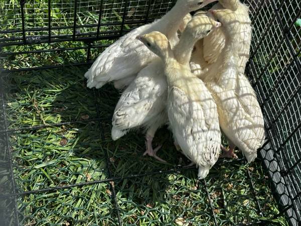 Young turkeys 1