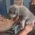 Bully Puppies 10 thumbnail