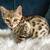 Beautiful Kitten 2 thumbnail