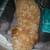 Rare Micro Cavapoo Female 3 thumbnail