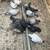 17 racing pigeons 1 thumbnail