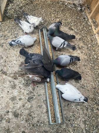 17 racing pigeons 1