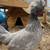 Polish Chickens 4 thumbnail