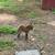 Mini donkey 3 thumbnail