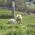 Katahdin ewe lambs 2 thumbnail