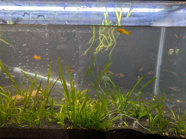 40 galones + Peces (Everett)63885716836483122