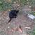 Rehomeing stray kittens 2 thumbnail