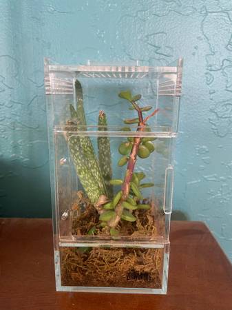 Jumping spider enclosure 1