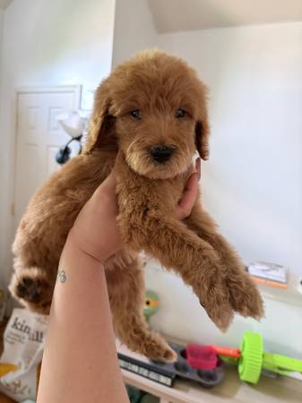 Cachorros Goldendoodle63839338873731120