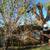 AFFORDABLE LANDSCAPING*TREE REMOVAL/BOB CAT AND DUMP 21 thumbnail
