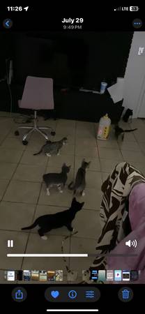 Kittens need home 1