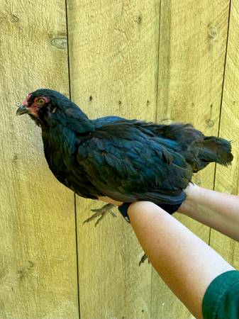 Ameraucana Hens 1