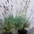 (3) Mature English Lavender in 2 Gal. Pot Bushes Borders Patio 6 thumbnail