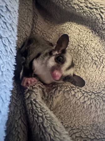 Baby sugar glider63826637400835120