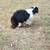 Shiloh - Miniature Aussie 3 thumbnail