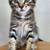 Beautiful kittens 2 thumbnail