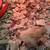 Quail chicks 4 thumbnail