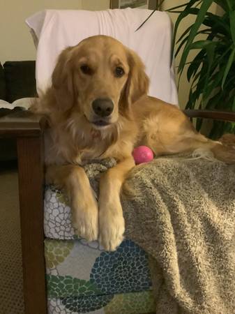 Lost  dog      Golden retreiver 1