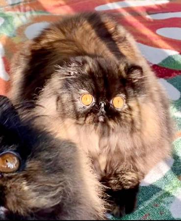 Playful Buddy (Webster)63148929121153122