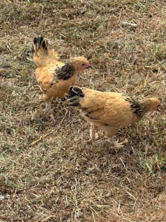 Buff Brahma bantam 1
